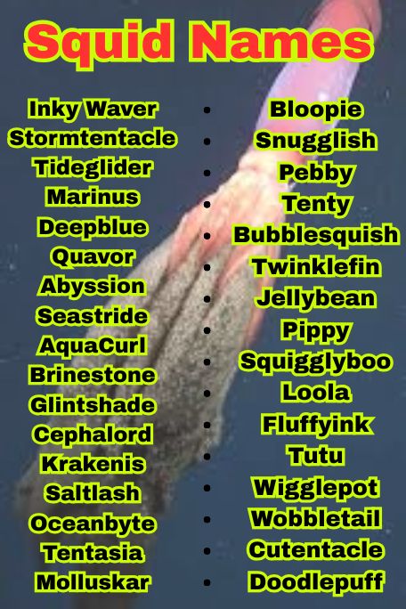 1200+ Squid Names That Are Cute, Funny, and Unique