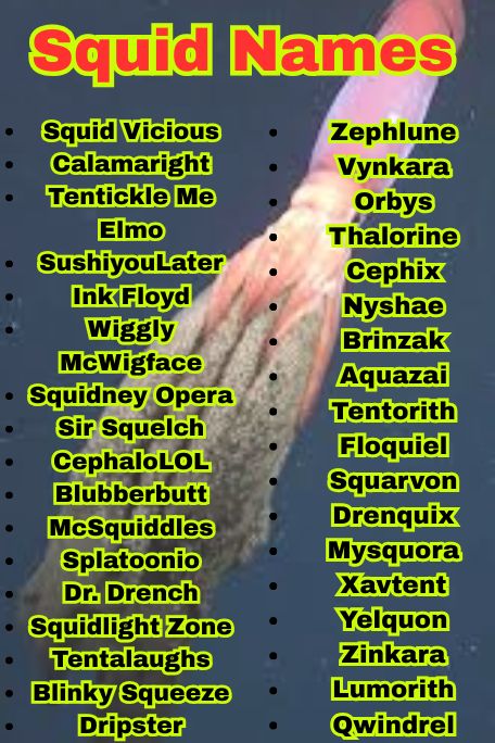 1200+ Squid Names That Are Cute, Funny, and Unique