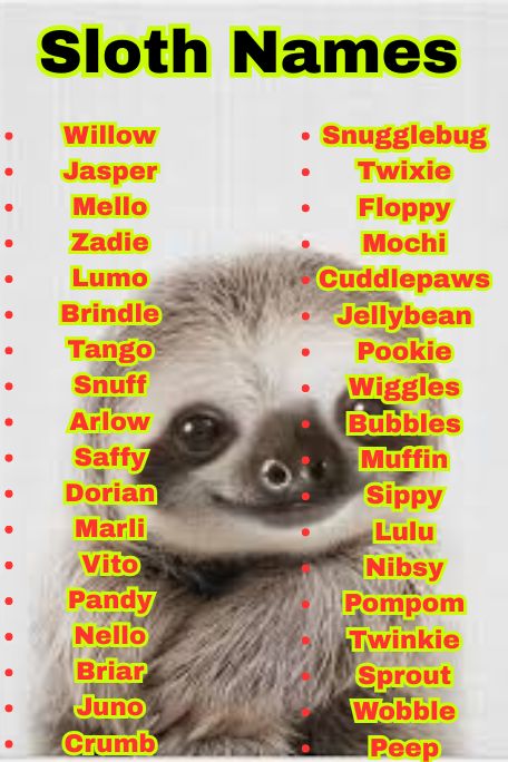 1300+ Sloth Name Ideas for Pets, Babies & More
