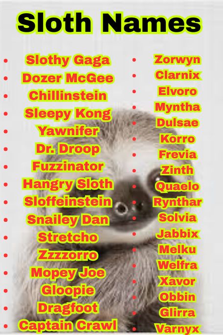 1300+ Sloth Name Ideas for Pets, Babies & More
