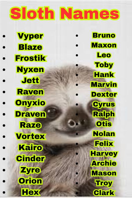 1300+ Sloth Name Ideas for Pets, Babies & More