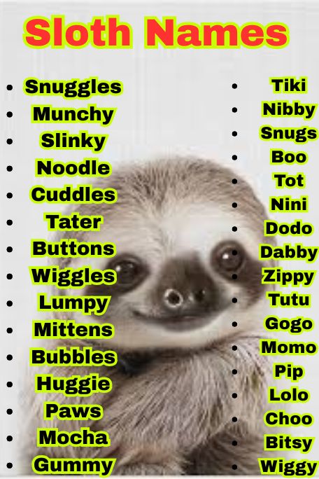 1300+ Sloth Name Ideas for Pets, Babies & More
