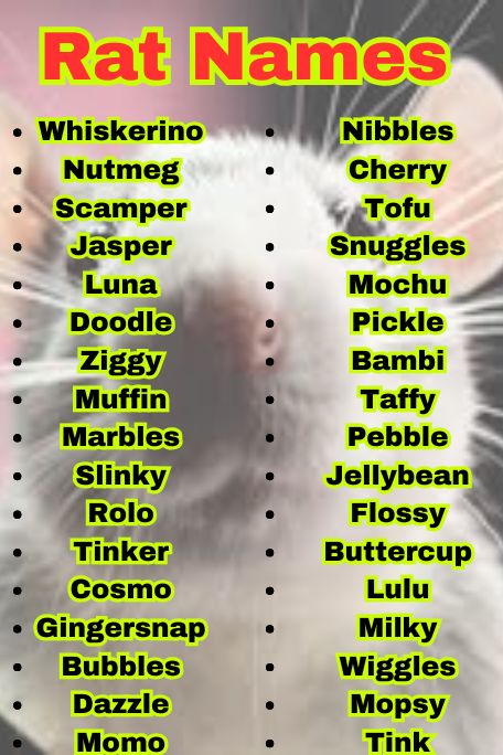 1300+ Rat Names That Are Cool, Famous & Fun Picks