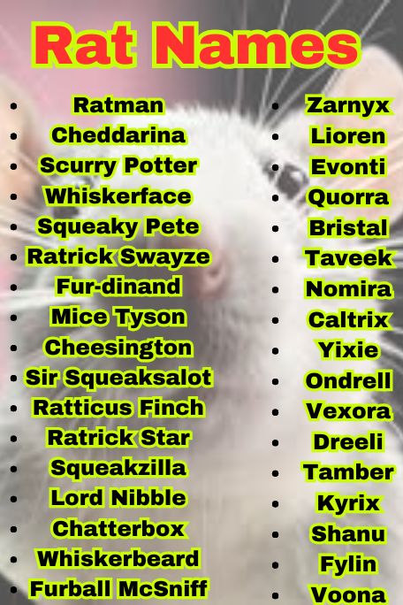 1300+ Rat Names That Are Cool, Famous & Fun Picks