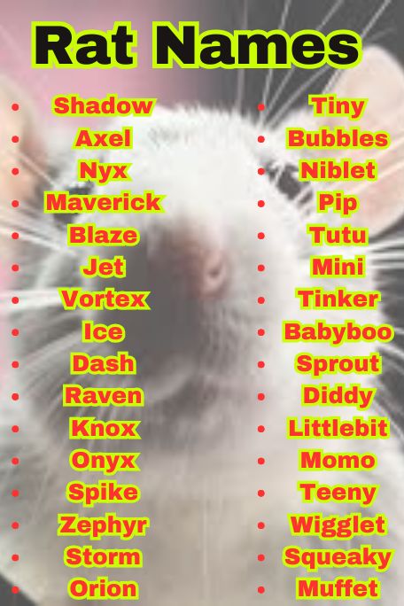 1300+ Rat Names That Are Cool, Famous & Fun Picks