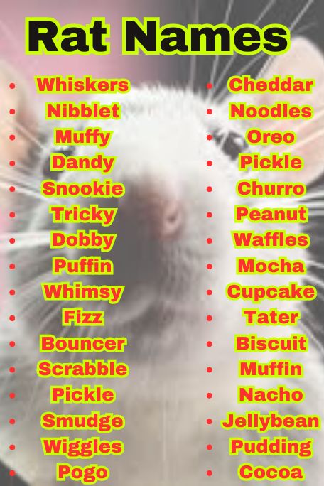 1300+ Rat Names That Are Cool, Famous & Fun Picks