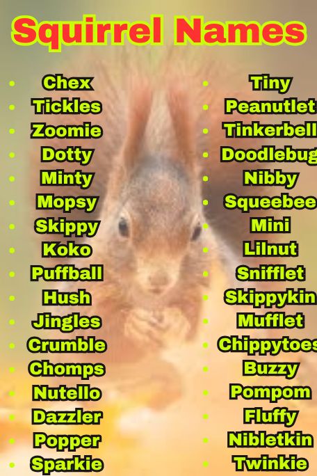 1000+ Squirrel Names for Pets, Babies & More Ideas