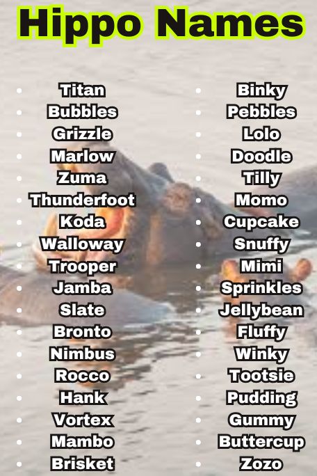 1000+ Hippo Names for Pets, Babies & More to Love 