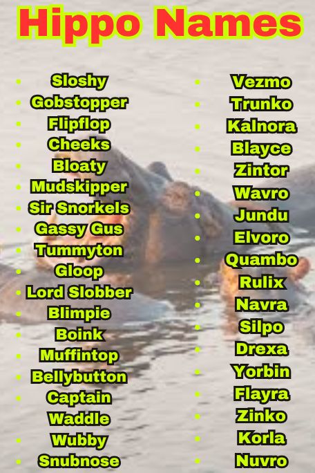 1000+ Hippo Names for Pets, Babies & More to Love 