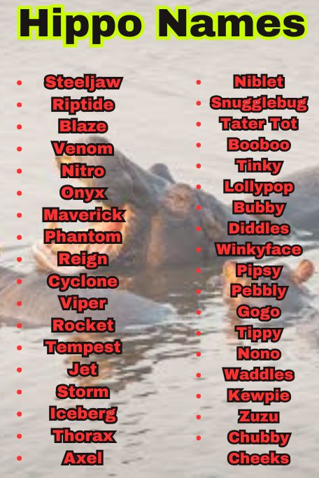 1000+ Hippo Names for Pets, Babies & More to Love 