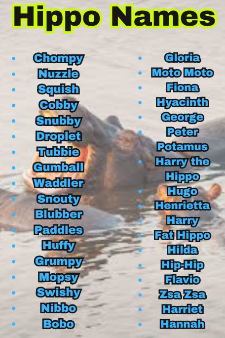 1000+ Hippo Names for Pets, Babies & More to Love 