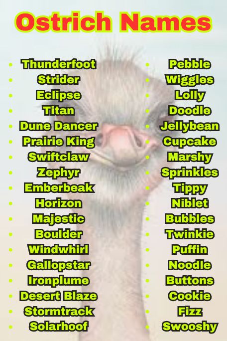 800+ Ostrich Names That Are Cute, Funny, and Unique 