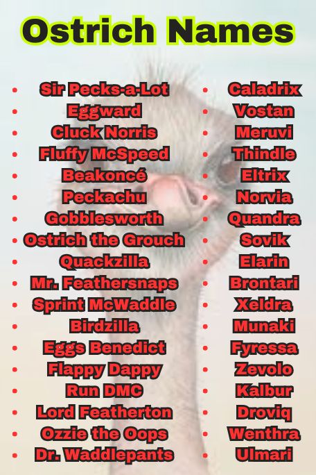 800+ Ostrich Names That Are Cute, Funny, and Unique 