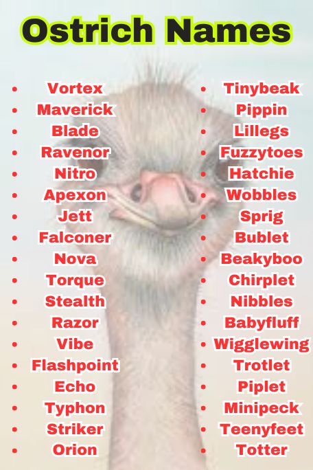 800+ Ostrich Names That Are Cute, Funny, and Unique 