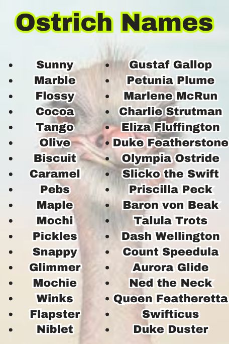 800+ Ostrich Names That Are Cute, Funny, and Unique 