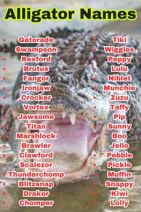 900+ Alligator Names for Pets, Babies & the Coolest 