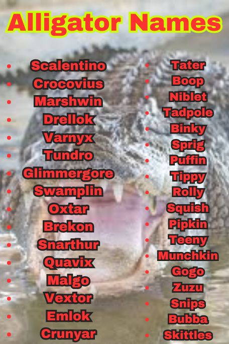 900+ Alligator Names for Pets, Babies & the Coolest 