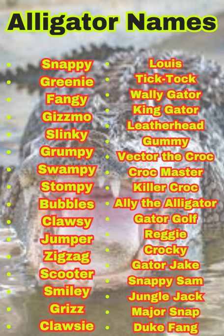 900+ Alligator Names for Pets, Babies & the Coolest 