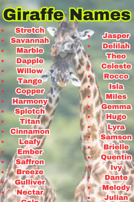900+ Giraffe Names That Are Funny, Cute & Cool