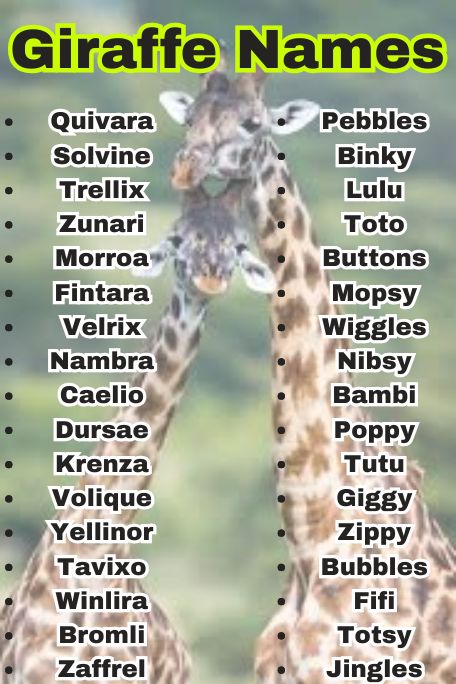 900+ Giraffe Names That Are Funny, Cute & Cool