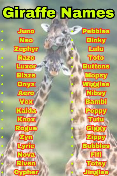 900+ Giraffe Names That Are Funny, Cute & Cool