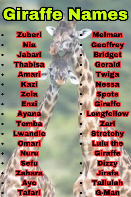 900+ Giraffe Names That Are Funny, Cute & Cool