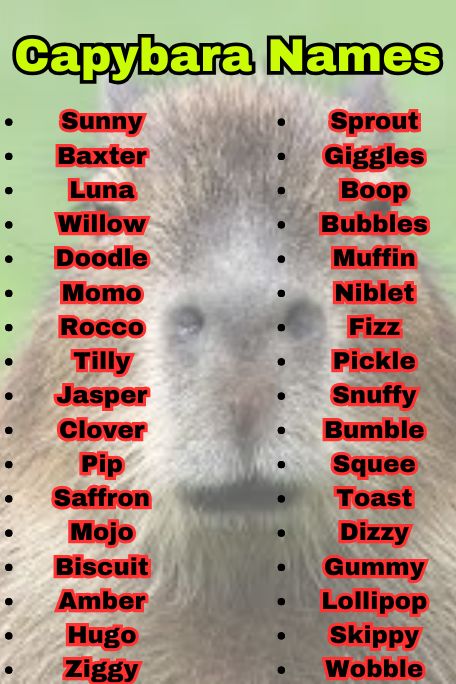 800+ Capybara Names That Are Cute, Funny & Unique