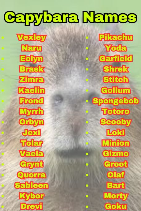 800+ Capybara Names That Are Cute, Funny & Unique