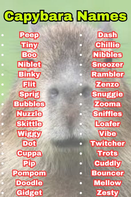 800+ Capybara Names That Are Cute, Funny & Unique