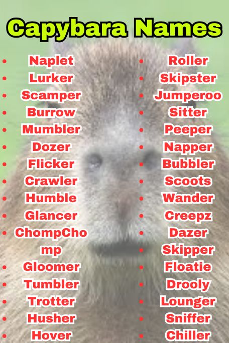 800+ Capybara Names That Are Cute, Funny & Unique