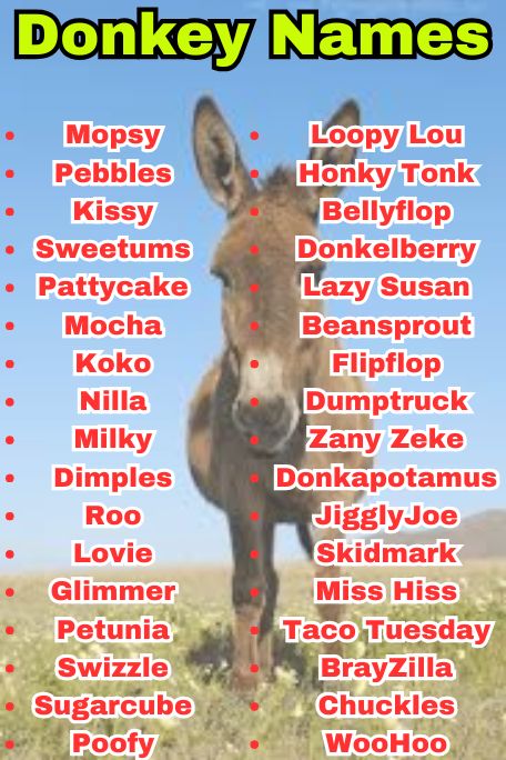 1100+ Donkey Names List: Funny, Cute & Famous