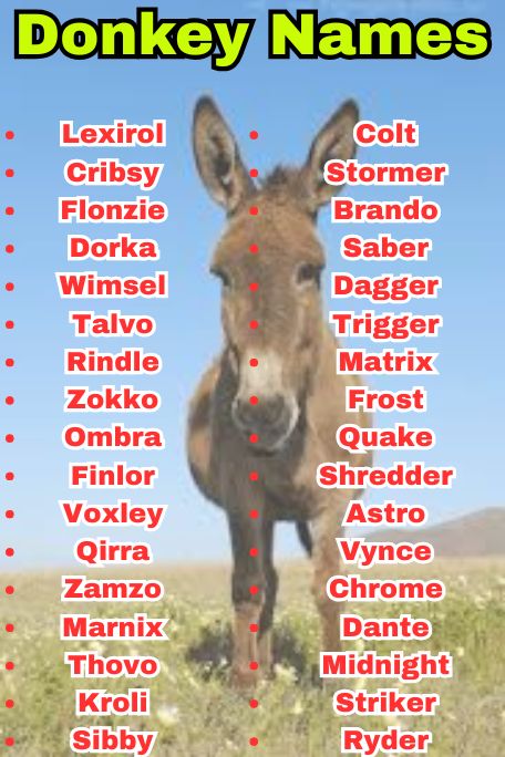 1100+ Donkey Names List: Funny, Cute & Famous