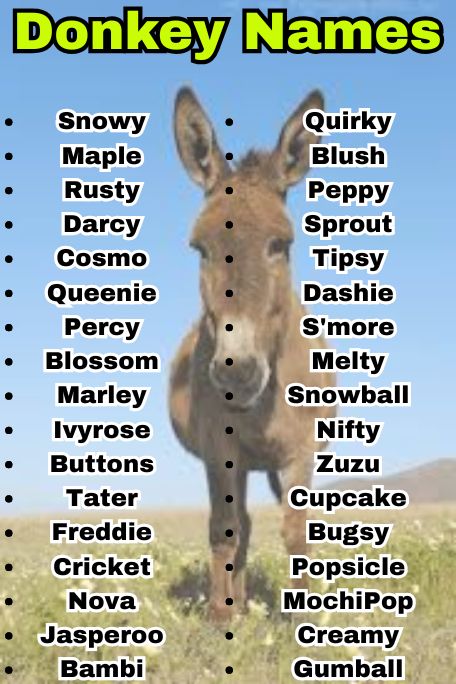 1100+ Donkey Names List: Funny, Cute & Famous