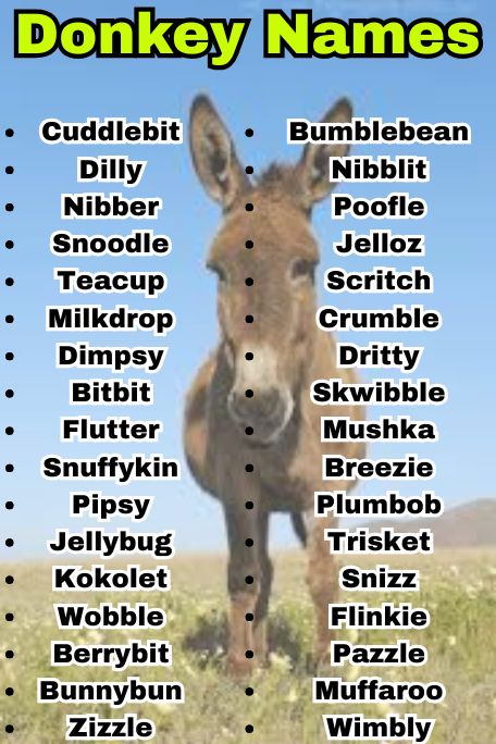 1100+ Penguin Names for Cute, Funny & Famous Birds