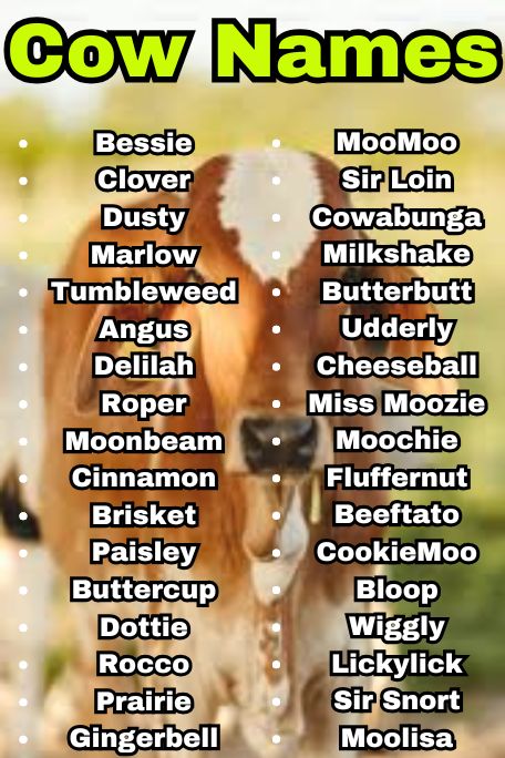 800+ Cow Names That Are Cute, Funny, and Unique