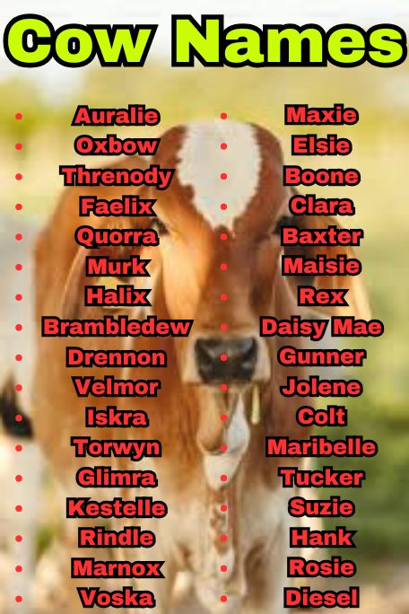 800+ Cow Names That Are Cute, Funny, and Unique