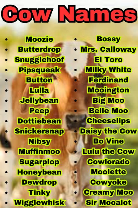 800+ Cow Names That Are Cute, Funny, and Unique
