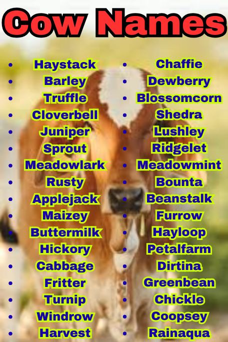 800+ Cow Names That Are Cute, Funny, and Unique