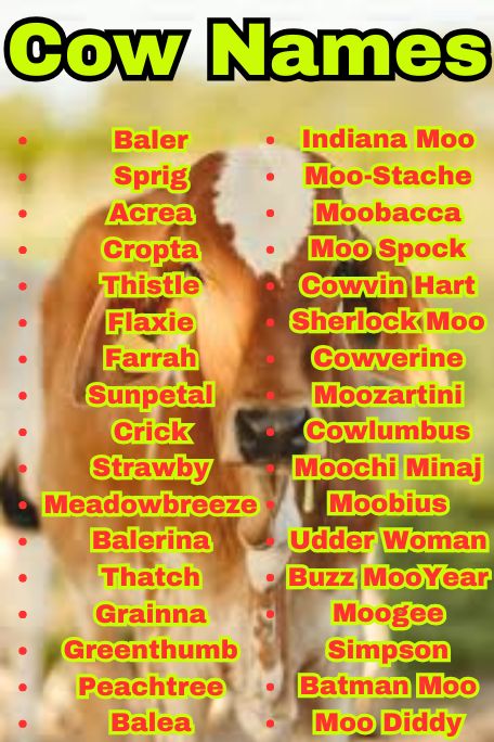 800+ Cow Names That Are Cute, Funny, and Unique