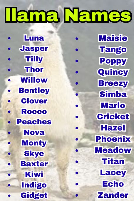 810+ Llama Names That Are Unique and Creative