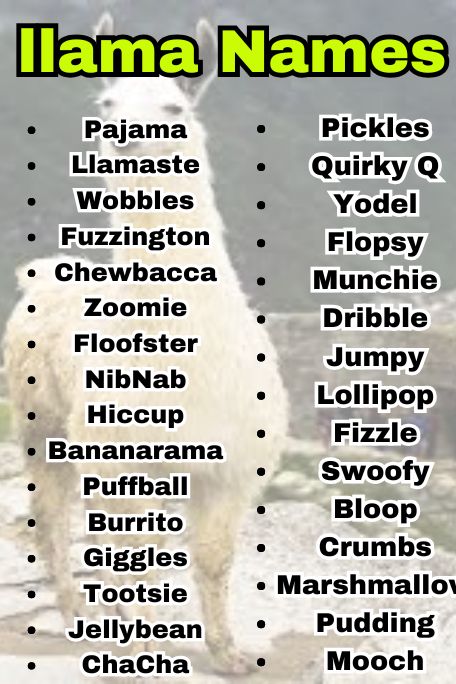 810+ Llama Names That Are Unique and Creative