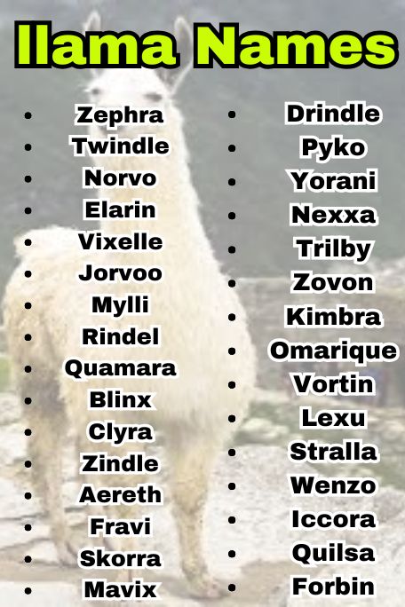 810+ Llama Names That Are Unique and Creative