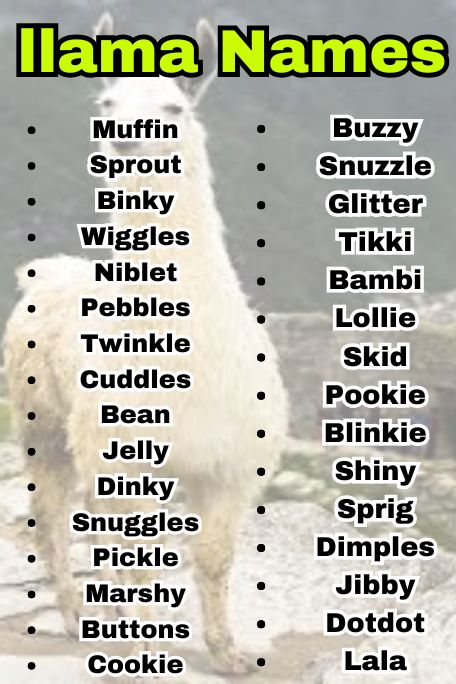 810+ Llama Names That Are Unique and Creative