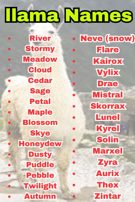 810+ Llama Names That Are Unique and Creative
