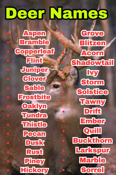 600+ Deer Names Ideas with Unique Creative Twists