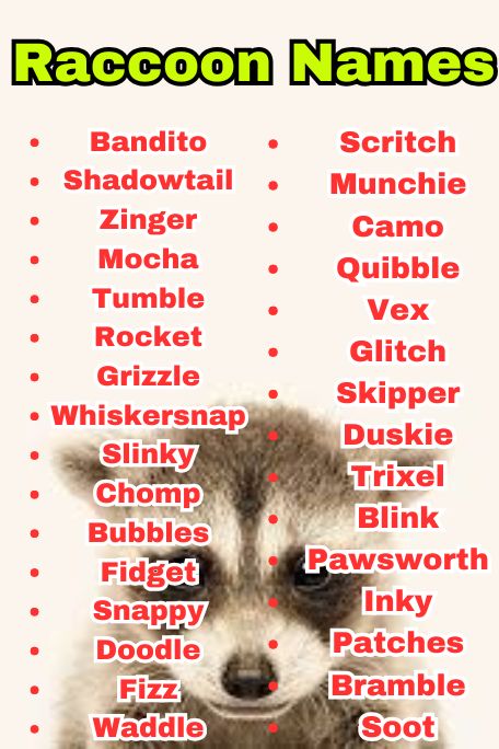 700+ Raccoon Names That Are Cute, Funny, and Unique