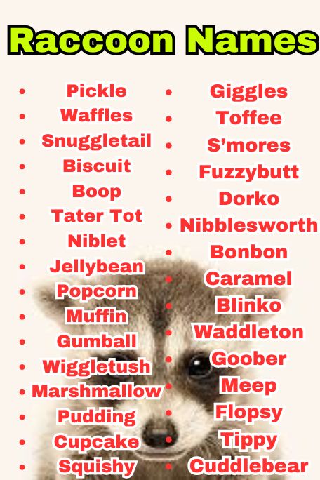 700+ Raccoon Names That Are Cute, Funny, and Unique