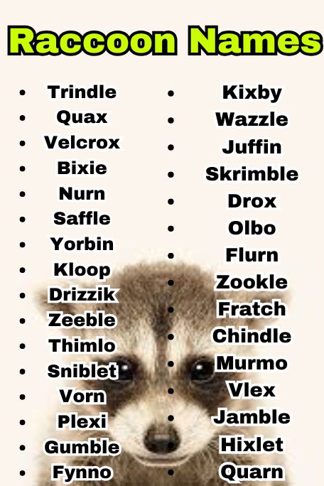 700+ Raccoon Names That Are Cute, Funny, and Unique