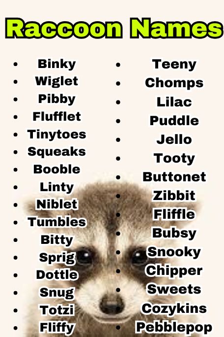 700+ Raccoon Names That Are Cute, Funny, and Unique