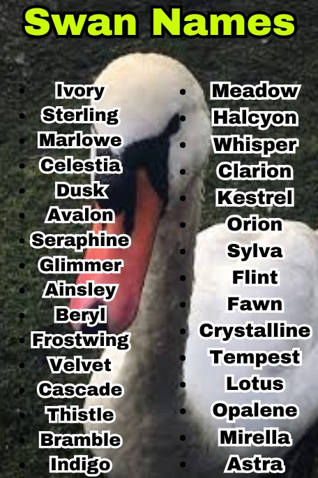 800+ Swan Names That Are Funny, Royal, and Unique